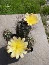 Copiapoa humilis